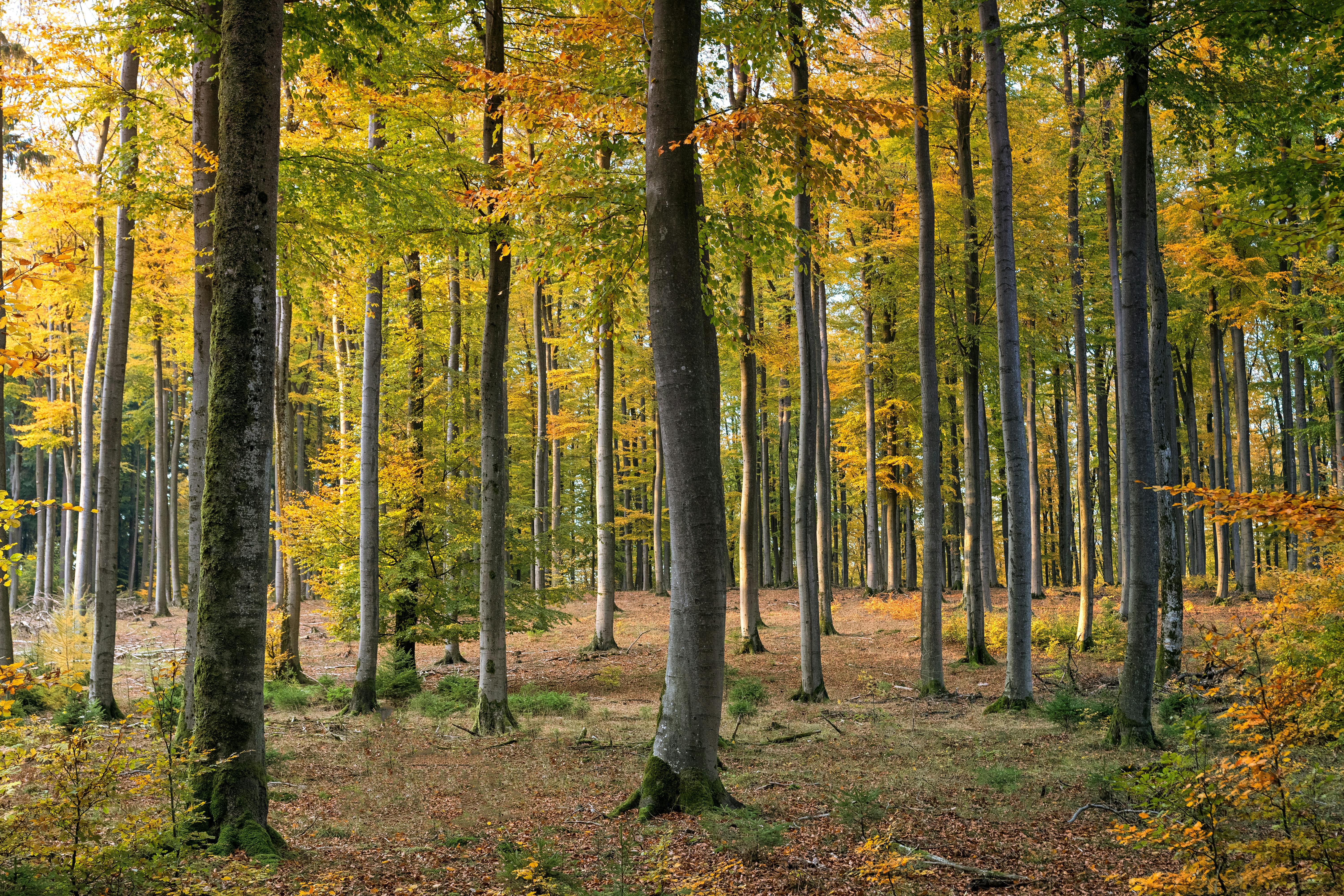 Forested area