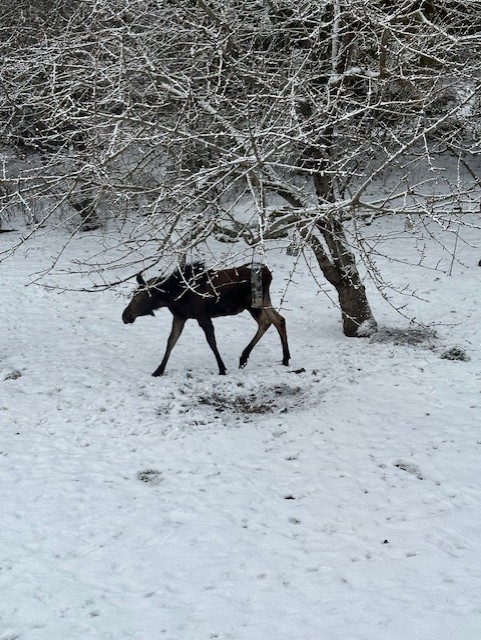 Moose