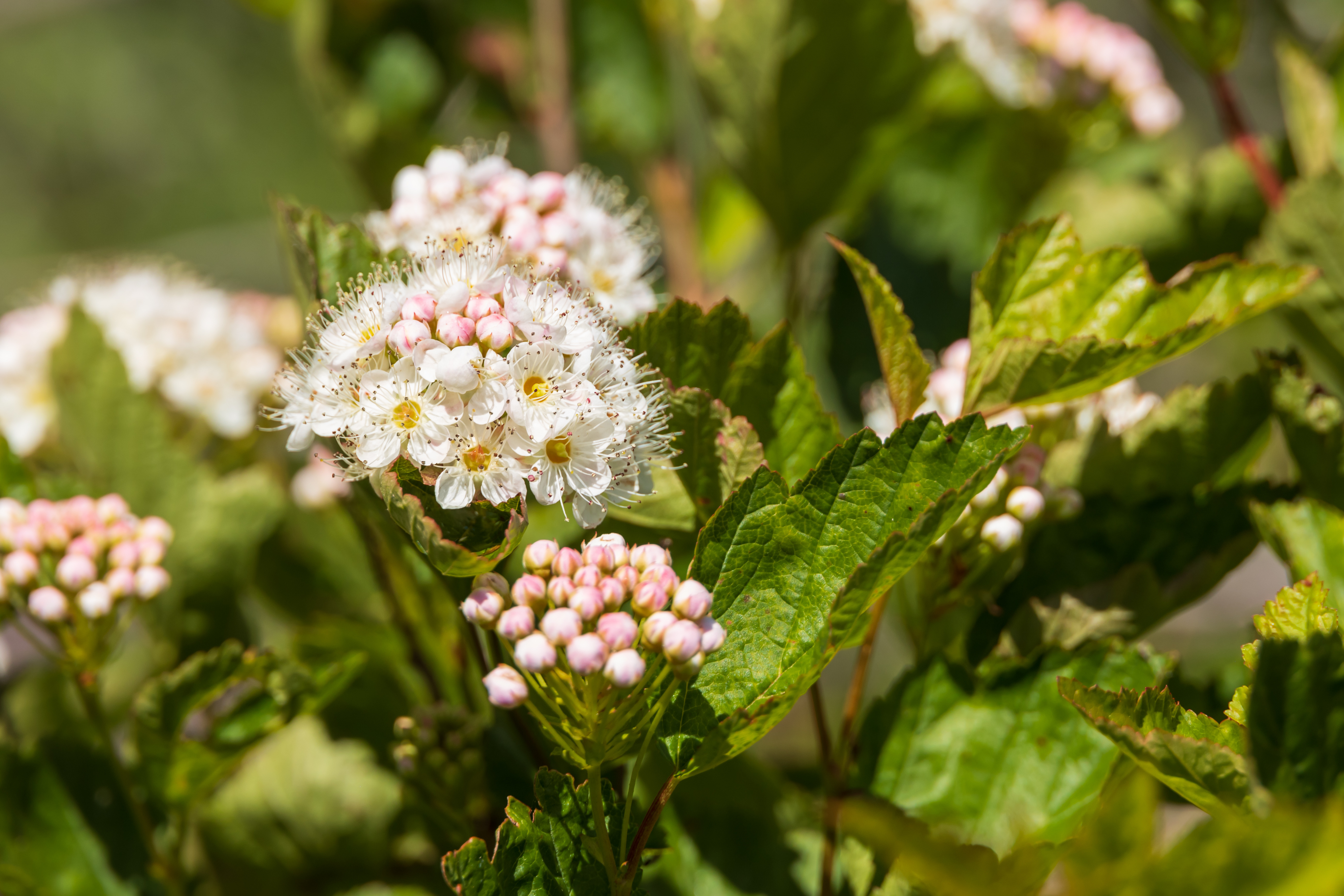 Mallow Ninebark plant